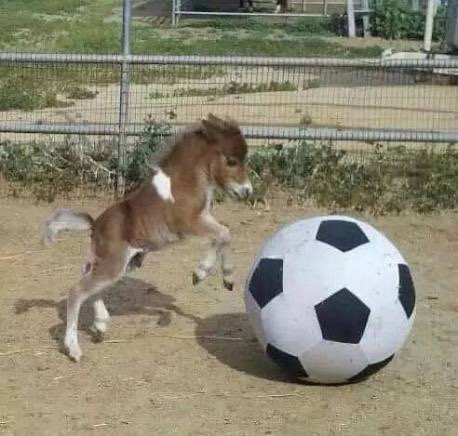 horse tweet media