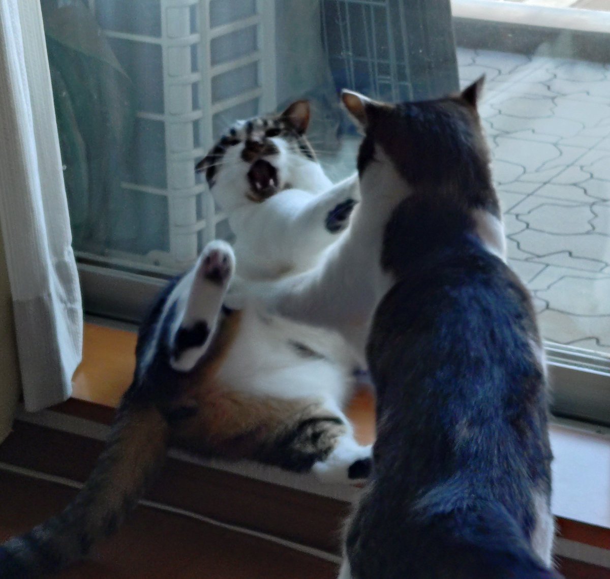 taro_AR's tweet photo. ワールドカップの裏でこちらも攻守はっきりした戦い😺😺
ファウルを訴えるカブ https://t.co/g0ZTI86FlZ