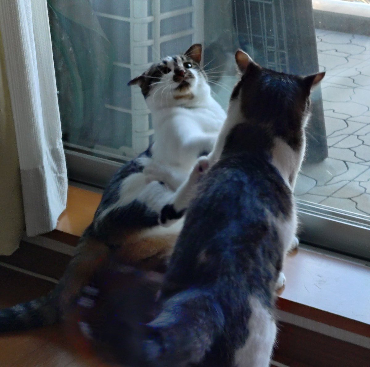 taro_AR's tweet photo. ワールドカップの裏でこちらも攻守はっきりした戦い😺😺
ファウルを訴えるカブ https://t.co/g0ZTI86FlZ