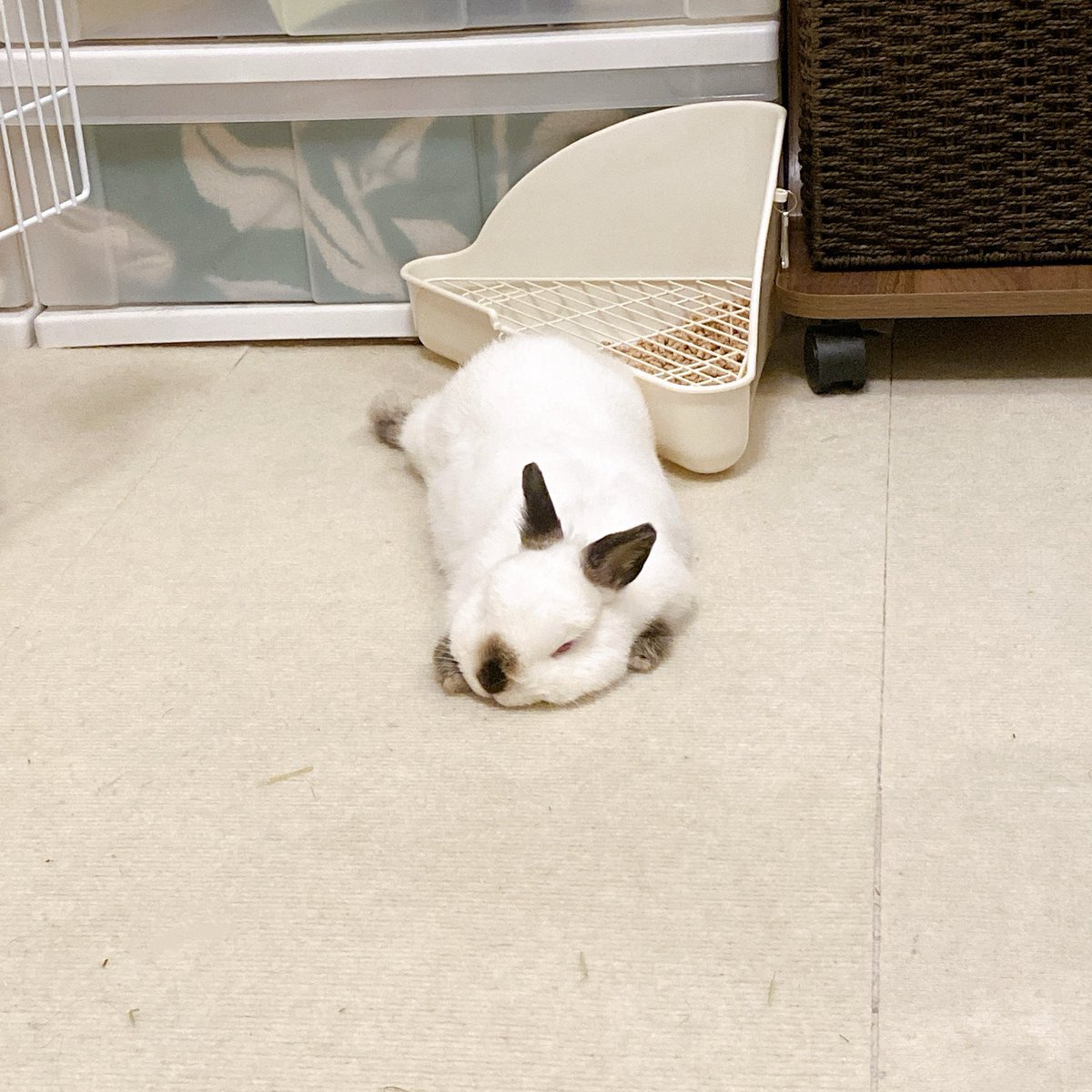 しんげんの記録🐰 tweet media