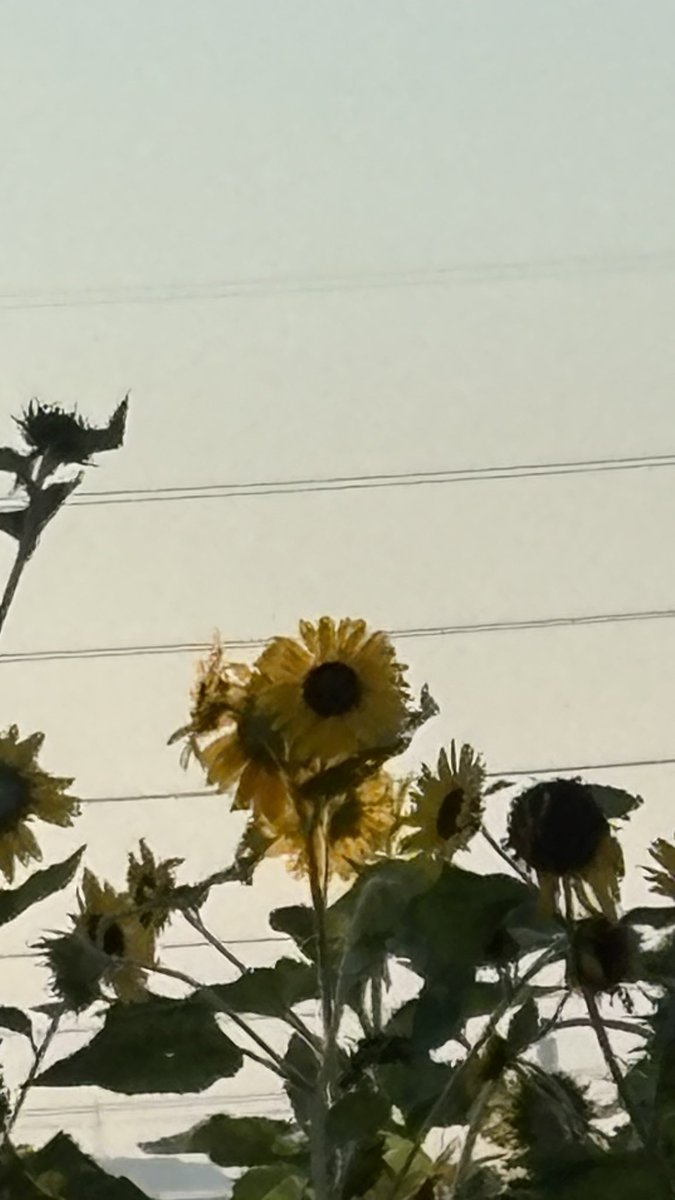 kshin2012's tweet photo. 今日は海の日。
クリニックはいつも通りに診療しています。

朝トレでは、ヒマワリが可愛い💕ですね。
#海の日　#伊勢原　#クリニック https://t.co/ofHaHa239B