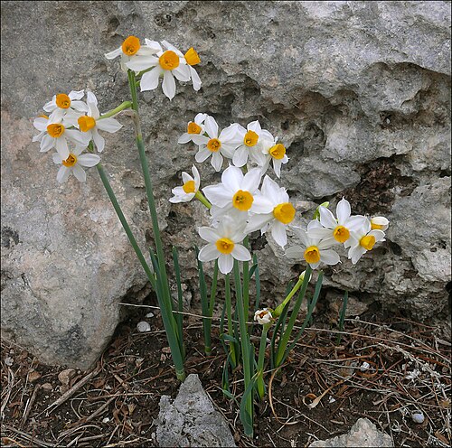 ペルセポネーがニューサの野で花摘みをしていた時も、この花（水仙）が