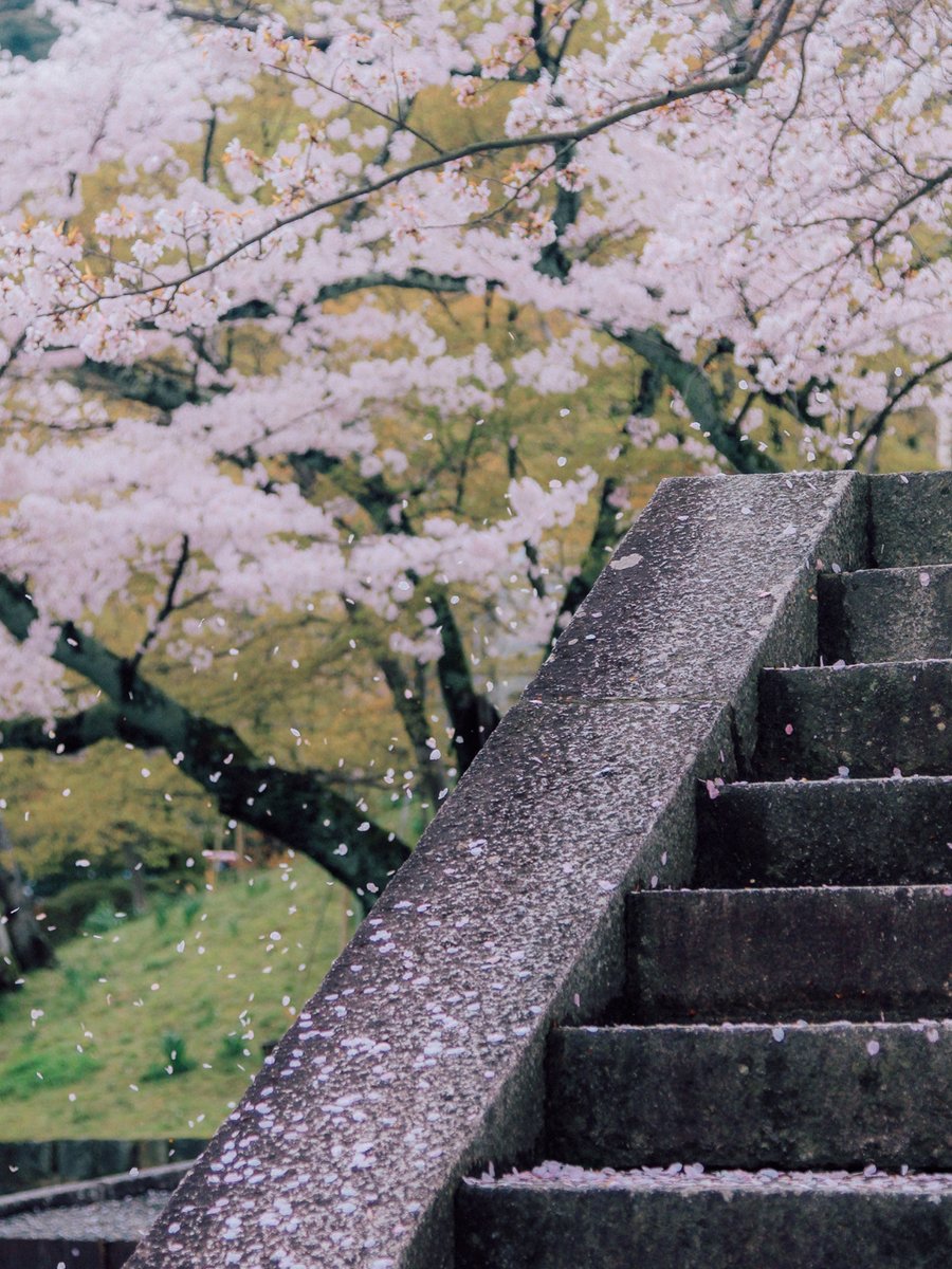 3db2u's tweet photo. Just stumbled on a hidden cherry blossom lane in Kyoto—pink petals swirling in the breeze, and the only sound is soft rustling. This is what travel magic feels like. https://t.co/7djHG7yjj7