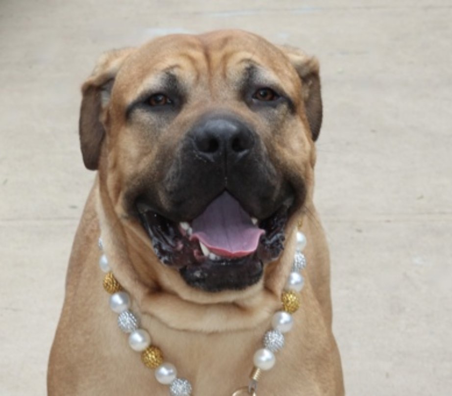 BeeDoDoobieDo's tweet photo. This is KOBE
Big love, just 1yr old
https://t.co/ApWfghz3BS

😳Given up for housing issues, he loves and misses being around a special, reliable and loving human💔
House trained, enjoys walks, some fear of unfamiliar or stressful situations - just a baby who needs confidence!
Medium energy, needs help w/basic training🔤🐕‍🦺