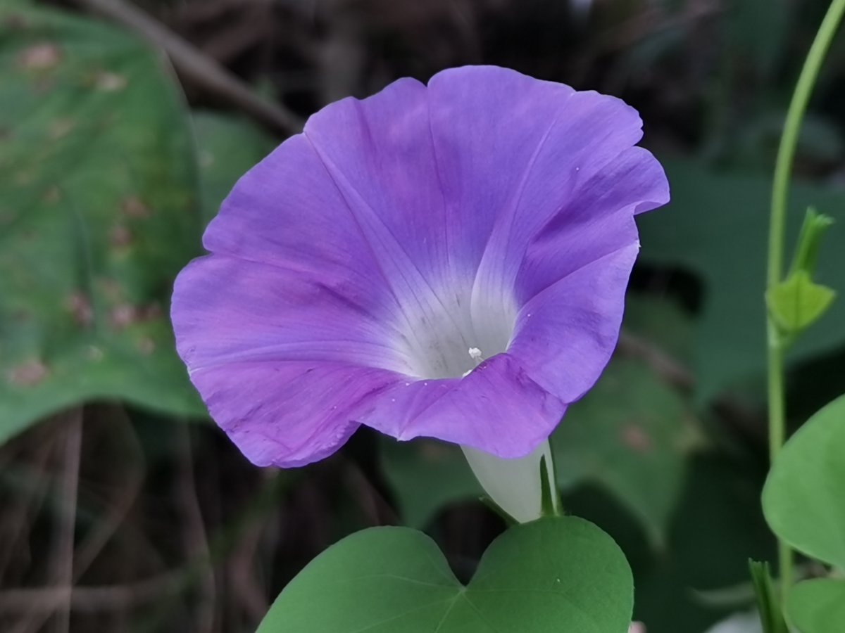 rlarjsgh17's tweet photo. Today, I dabbled in watercolor and turned plain sketch paper into a tiny garden blooming with morning glories—nothing fancy, just the calm magic of creating something out of soft color blurs. https://t.co/SrN1t2fY0J