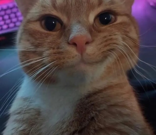 Punch Cat tweet media
