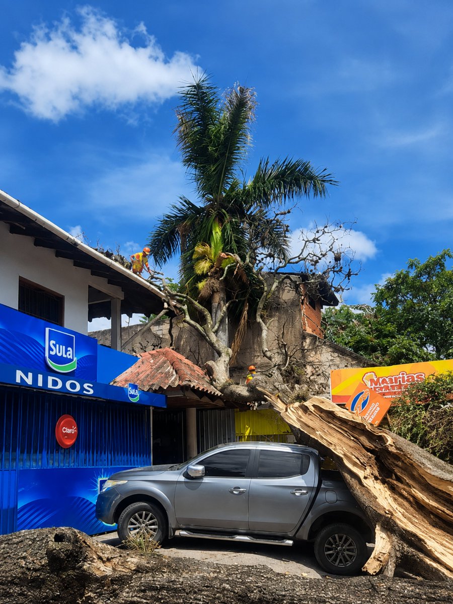 amdc_previene's tweet photo. Un árbol cayó sobre dos vehículos en la colonia Lomas del Guijarro, donde equipos de SIMGER-CODEM, Benemérito Cuerpo de Bomberos y COPECO brindan atención inmediata tras el incidente.

Ahora los equipos continúan trabajando en la zona para atender la emergencia. https://t.co/txhQprx3w5