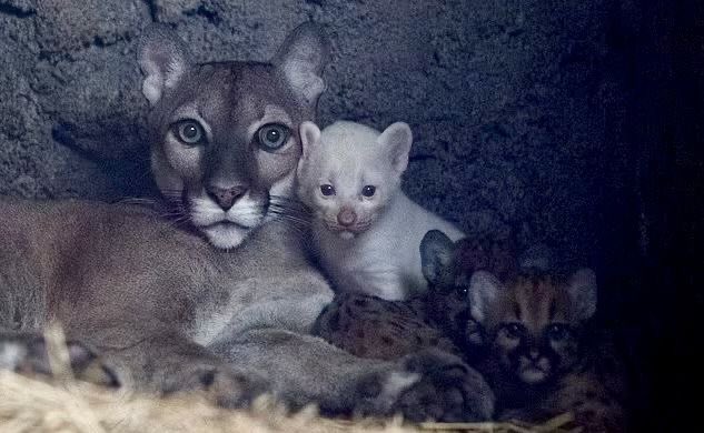 wurooods's tweet photo. Rare Albino Puma Cub https://t.co/thsd7dUVub