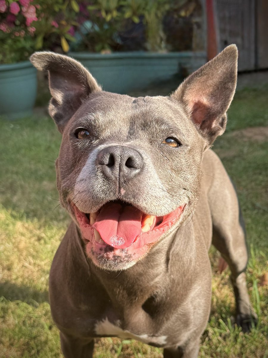 IsaMary2021's tweet photo. We visited my grandpawrents for lunch.  Bampy cooked us chicken.  It was yummy! 😋💖
#IsaMary #CuteDogs #DogsAreFamily https://t.co/dU3uJk8Mx0