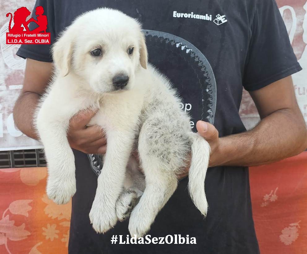 LidaSezOlbia's tweet photo. Olbia, 19.07.2026
Lei è Zinna. Ha solo 50 giorni e ieri è stata recuperata a Cabu Abas, in una situazione che definire terribile è poco.
Zinna è l’ennesimo “coccio” che raccogliamo. ➡️ https://t.co/sR9wwj1cbS https://t.co/1jlNEZuLyx