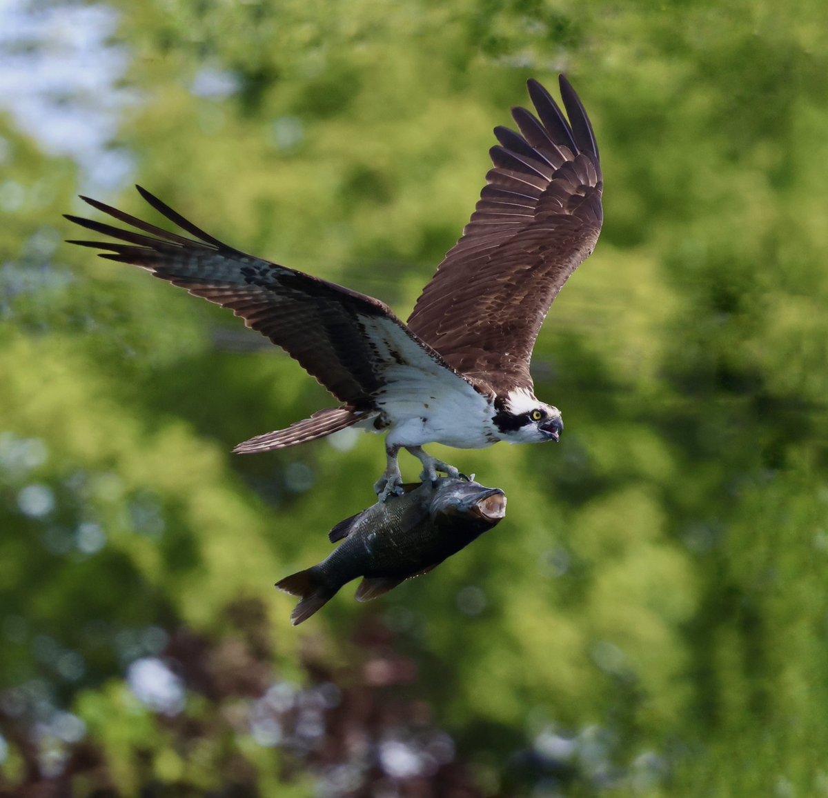 displacednewfie's tweet photo. Catch of the day for both of us!
Momma Osprey bringing a large mouth bass back to the nest.
#shareyourweather @weathernetwork https://t.co/Z51NJccbt8