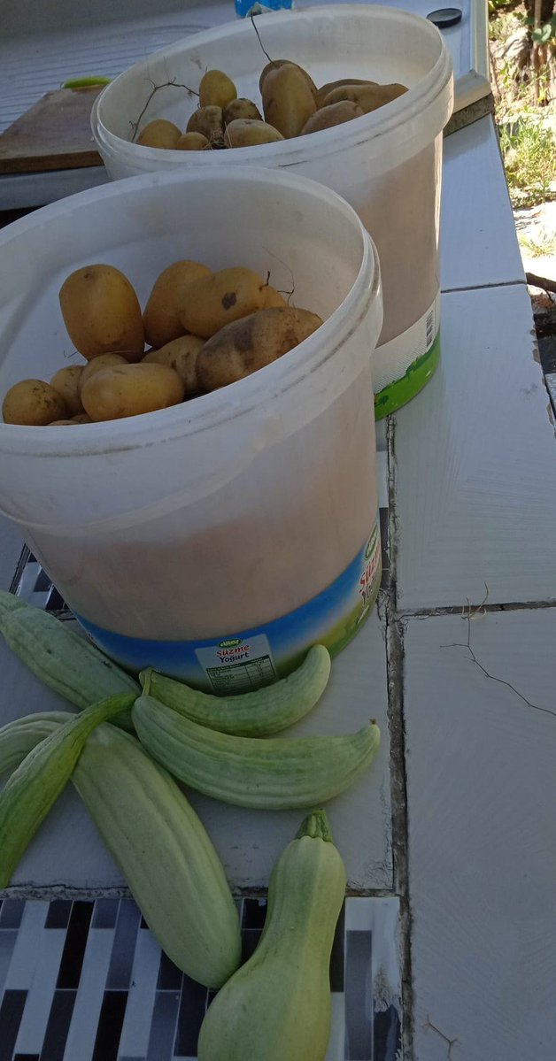 seda1a1a's tweet photo. 21 kg patates yetiştirdim hem de susuz😊😊😊 https://t.co/q9fhakbK3J