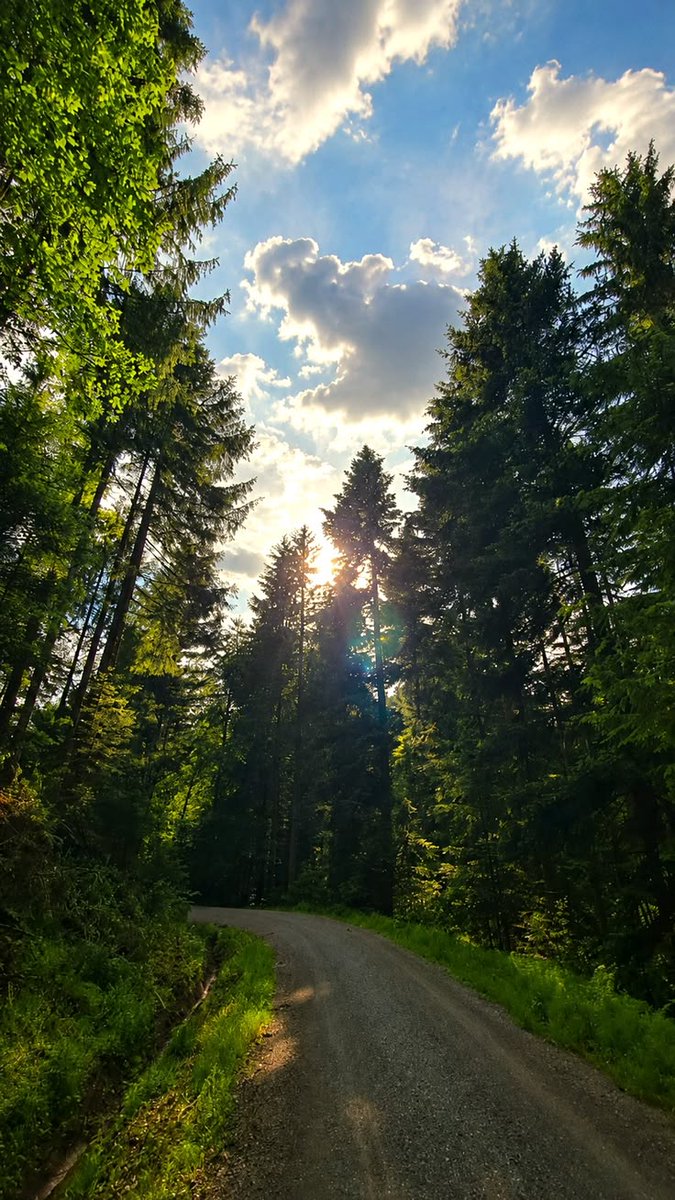 greenvibe's tweet photo. The forest silences the noise of the world. https://t.co/MbI8di2Iek
