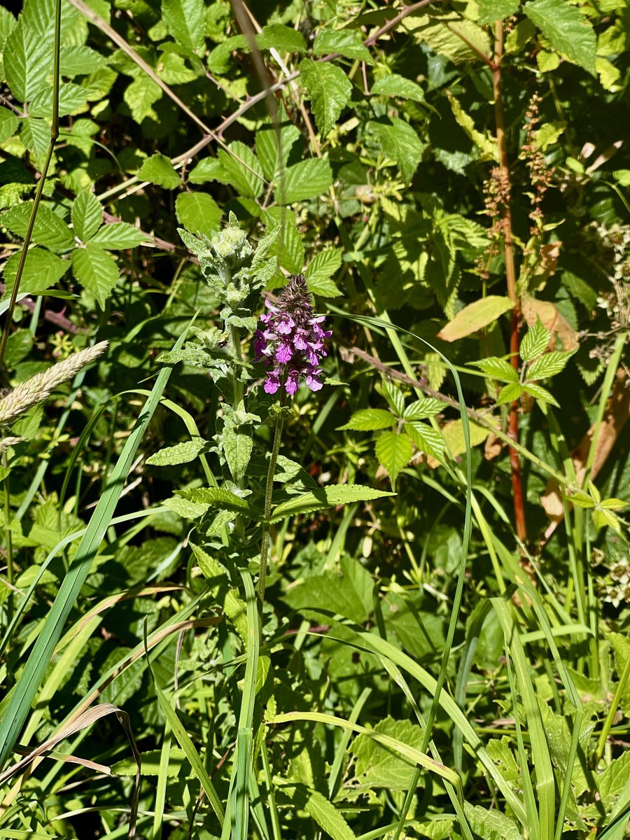 AngelikaHTCG's tweet photo. And a few more #StillFlowering in EastSussex … Creeping Cinquefoils, Great Willowherb, Russian Vine and Wood Betony or maybe Marsh Woundwort ? #wildflowerhour 💜 https://t.co/ODwGljFhYA