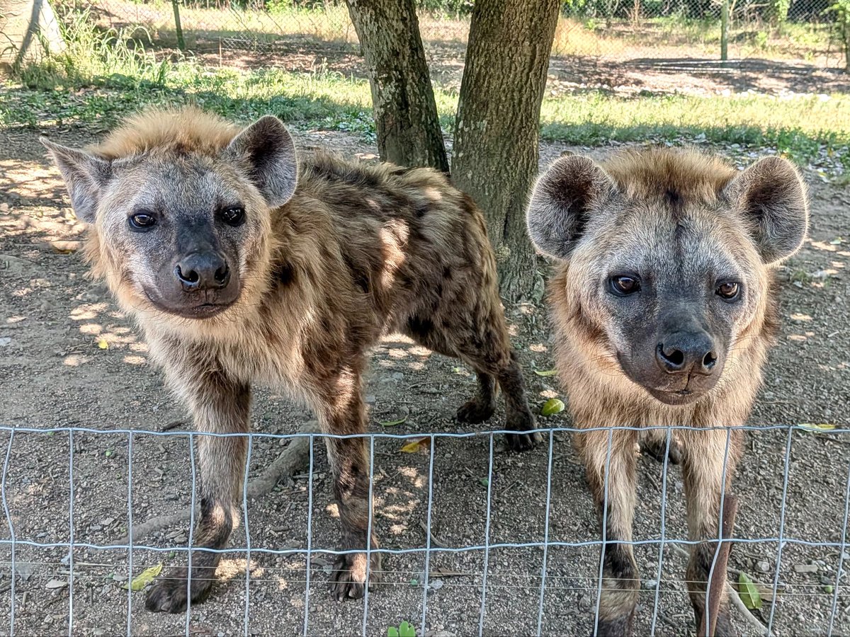 zoo_biker's tweet photo. 山口の双子ハイエナ、ラミー（左）＆ミミーでおはようございます

投票によるお名前決定は4年前、2022年の昨日7/19です

#ブチハイエナ
#秋吉台サファリランド
#SpottedHyena #Hyena #ハイエナ
#ハイ��ナ地位向上委員会 https://t.co/7RjAqBnx20