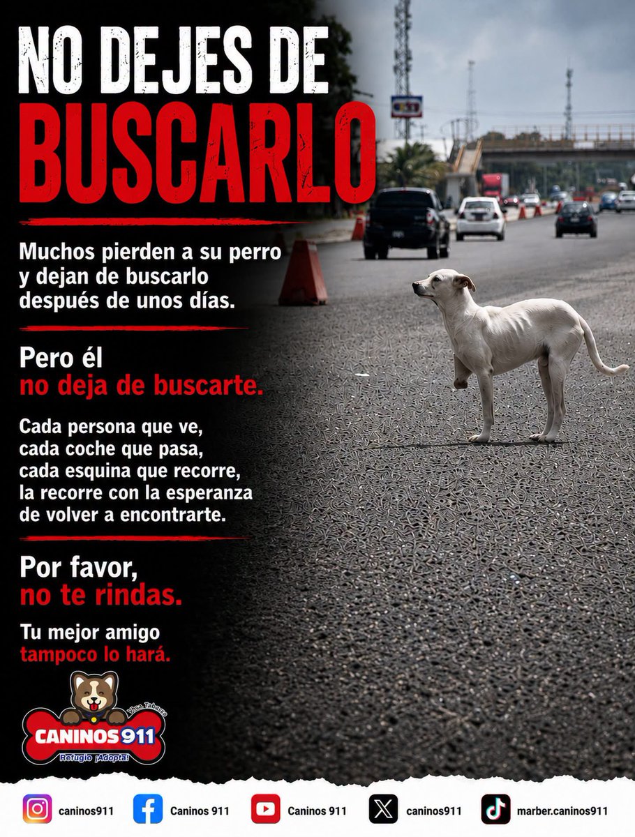 caninos911 tweet picture