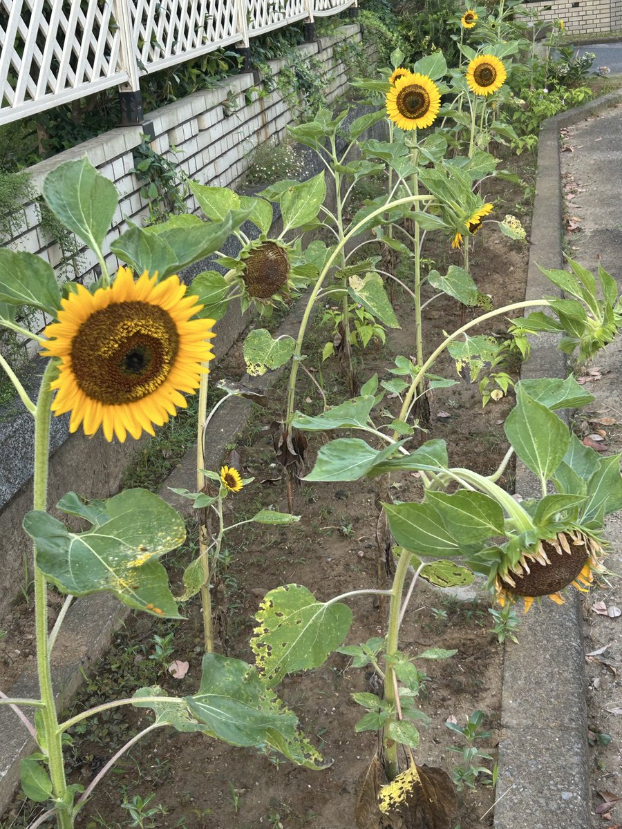 2016kuu tweet picture