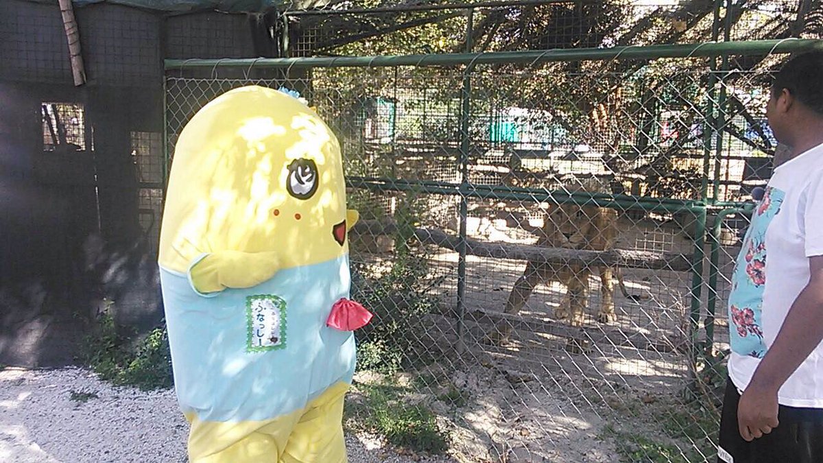 funassyi's tweet photo. アルゼンチンの思い出(。゜▽゜)ライオンに狙われる https://t.co/6p5YbIhcdy