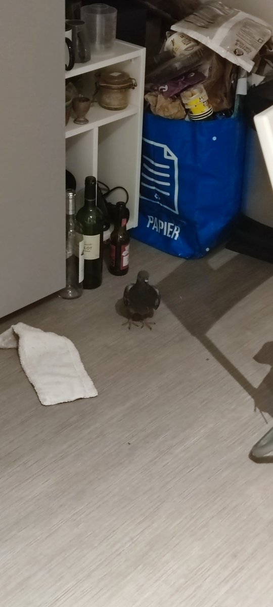 LeMaterialiste's tweet photo. Pourquoi y a un pigeon chez moi svp?? https://t.co/GNCLe8Euvz