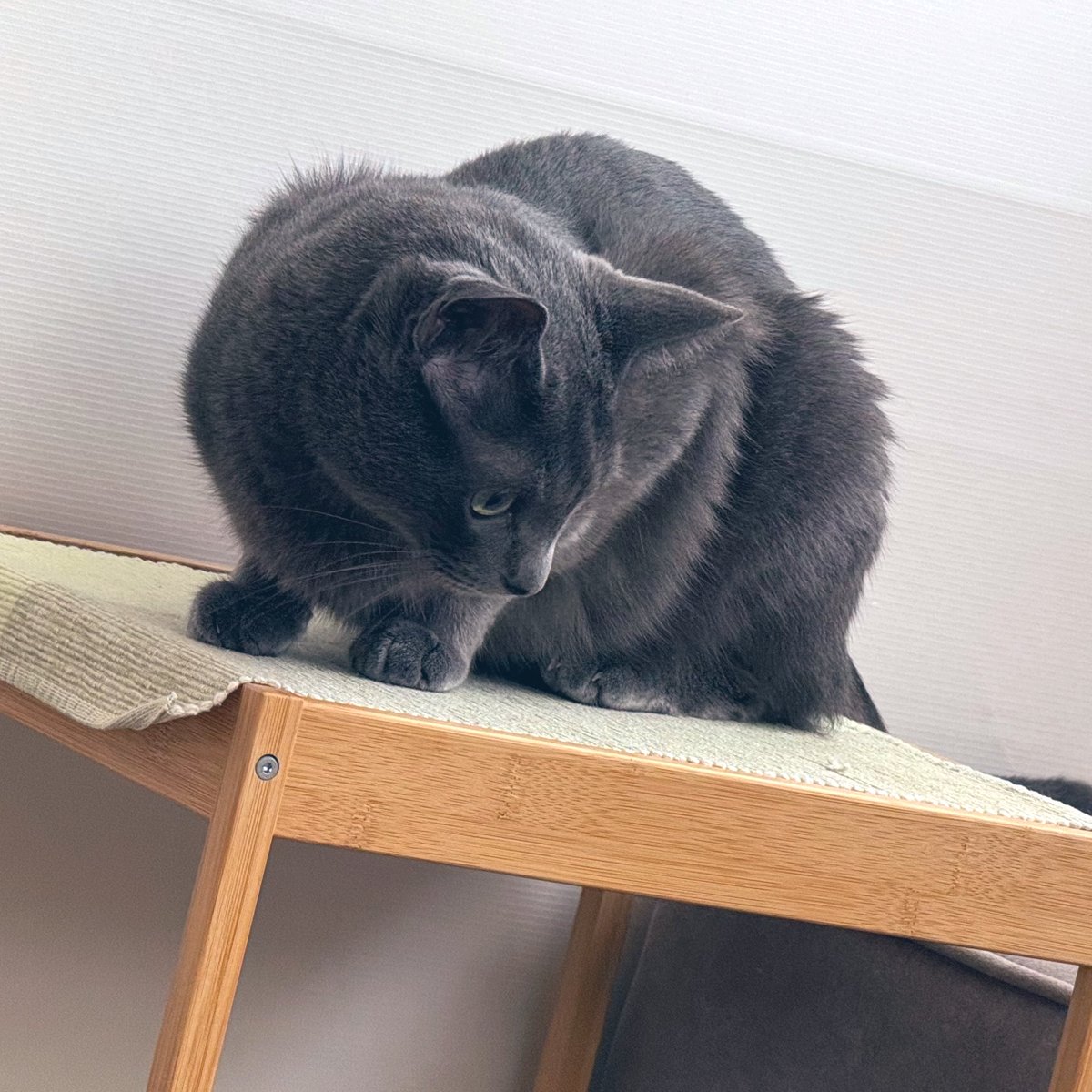 neko_days's tweet photo. おはようございます。
普段はあまり乗らないサイドテーブルにオン。 https://t.co/e9KmlMN5XP