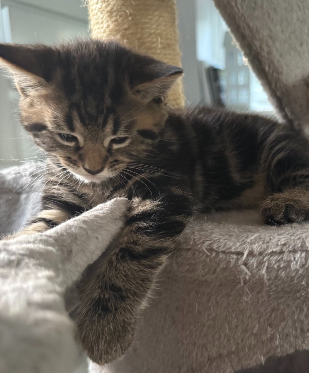 KittensCam's tweet photo. 6 wks old today!!!! Where has that time gone??!! 🐾 🎂
#fairycatmother #catsofX #adoptdontshop #luna #phoenix #griffin #hagrid #pixie #hedwig #kittenCam #kittensofX #cats #kittens https://t.co/bNB56heuCO