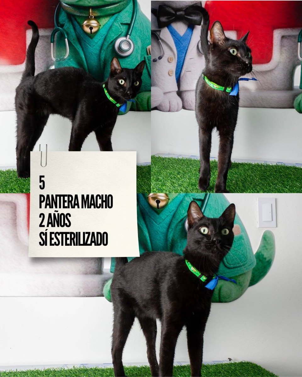 A64029345's tweet photo. Gatitos rescatados de la Guaira buscan a su familia
 (la mayoría de los collares los colocamos en el refugio  un número y llevar un control (los que llegaron con collares aún los tienen puestos) todos están estables pero muy tristes 
📷 Maracay, eso Aragua - 
📷📷 04124559977 https://t.co/7xeJvTrI01