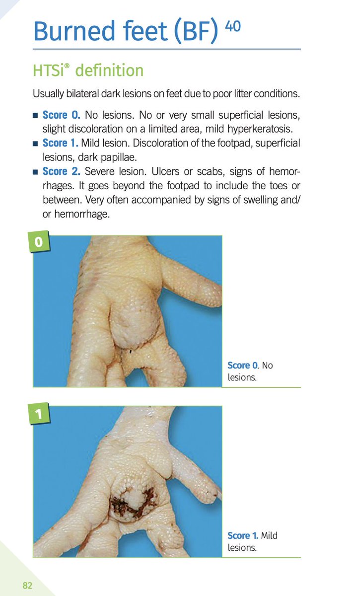 drcrystalheath's tweet photo. Nobody: ...
Me: This is a really good guide for scoring the various lesions chickens get from intensive confinement.
Link below...
Saving this here for future use.
#onehealth #cagefree #vetmed https://t.co/j21V4VnWEN