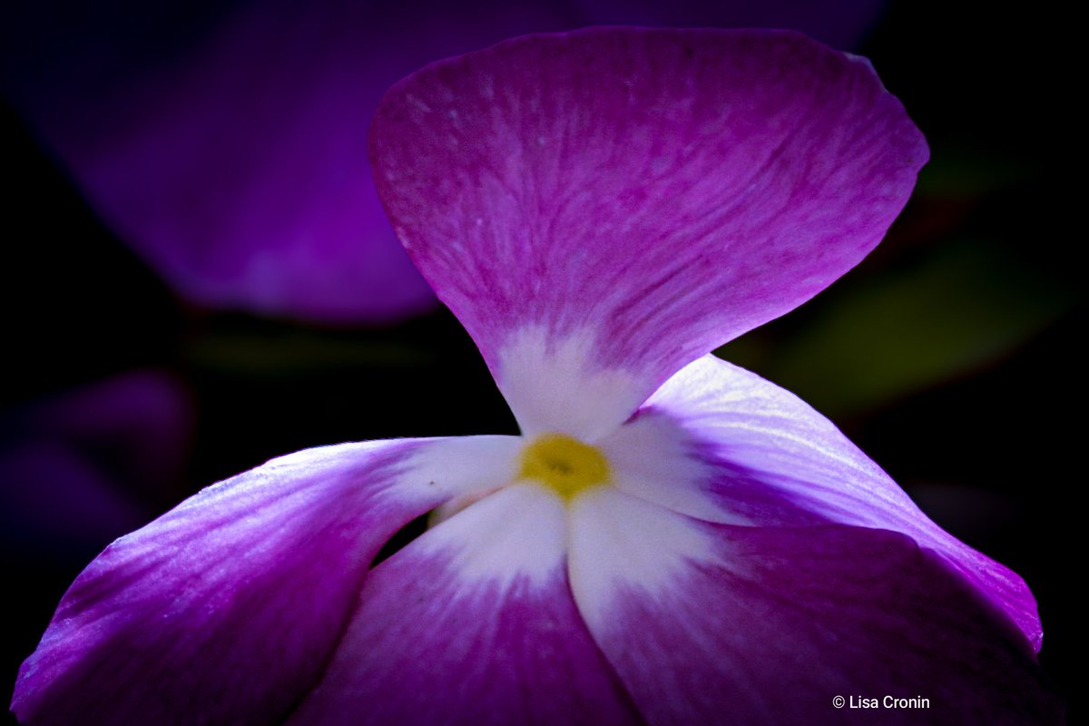 Lisa Cronin 📷 🌿🌺 tweet media