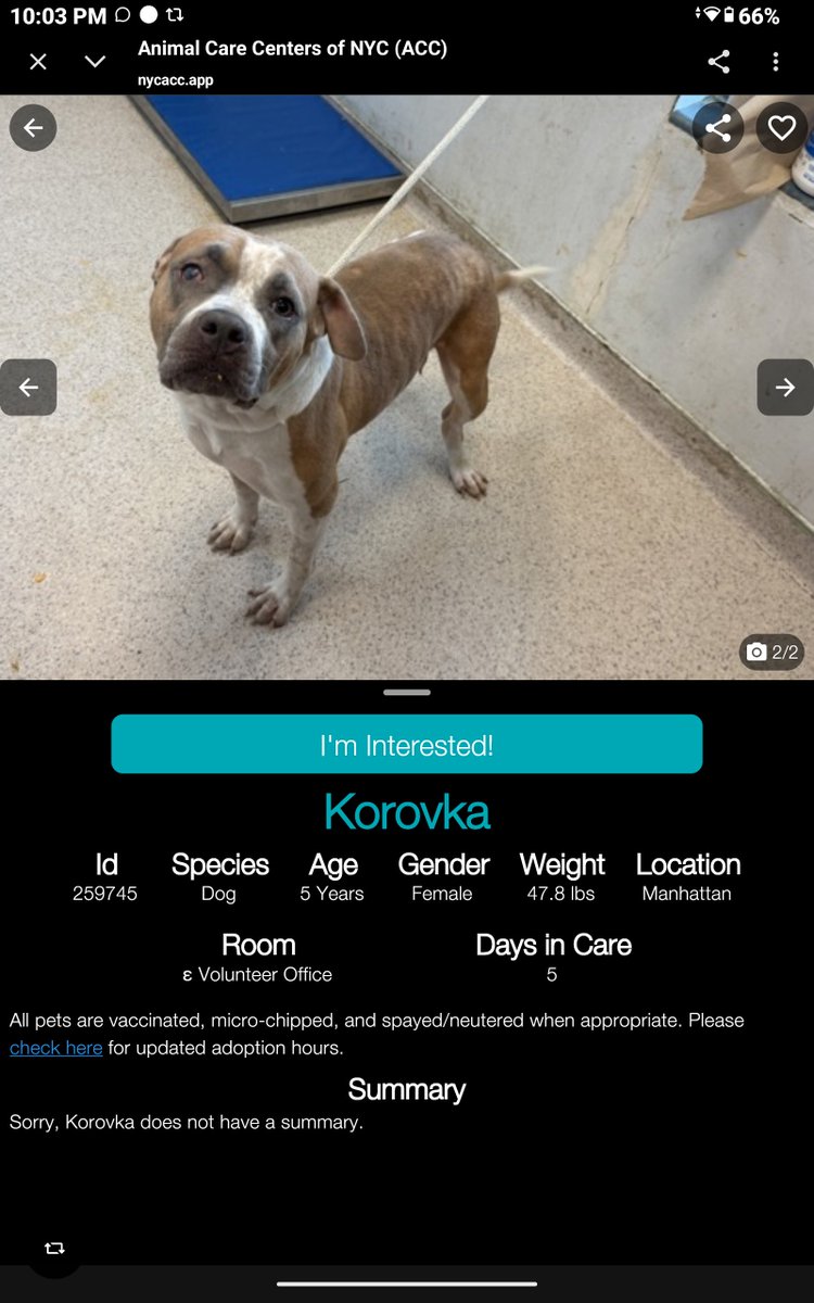 CharBolen's tweet photo. KOROVKA🌷🩷 #259745  5yr Girl🌷🩷 Nycacc 
New at Shelter for 5 days.. she's very beautiful
and in great need of a loving permanent home!
She's possibly blind in one eye.. will update 
No summary yet.. she must be heartbroken 
and scared.. missing her family 
#Adopt#Foster#Pledge https://t.co/6R8iiqqWKW