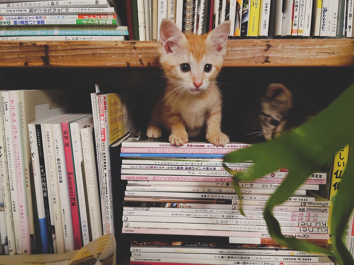 11enaka's tweet photo. 毛玉達があっという間に小さな猫になって飛び回るようになりました🐈️🐈‍⬛
今は隙間という隙間に忍び込む遊びに夢中。ここまでくれば安心サイズ。育ての親も少し『ほっ』😭 https://t.co/eL97GeKMPp