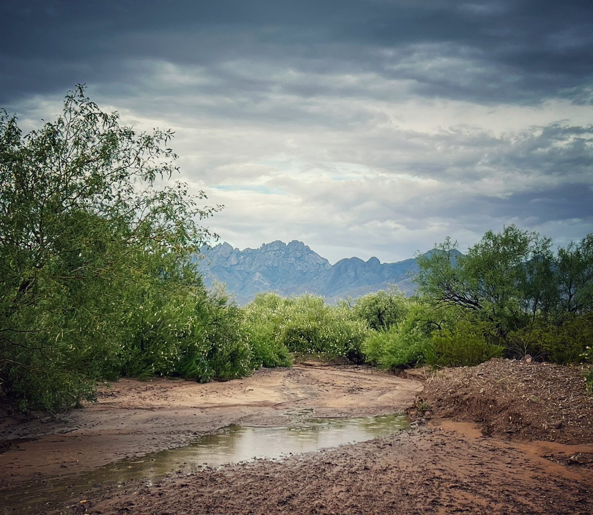 New Mexico Vibes tweet media