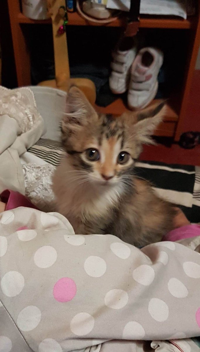 licoryskz's tweet photo. la pelota con su mirada y hasta intentar pegarle con sus patitas. ella siempre fue muy juguetona y alegre, fue mi todo por muchos años, por toda mi infancia. espero que en cielo d los gatitos tmb pueda ver los partidos. te amo mi taiga hermosa gracias x hacerme feliz tanto tiempo https://t.co/T47dJzkj0S
