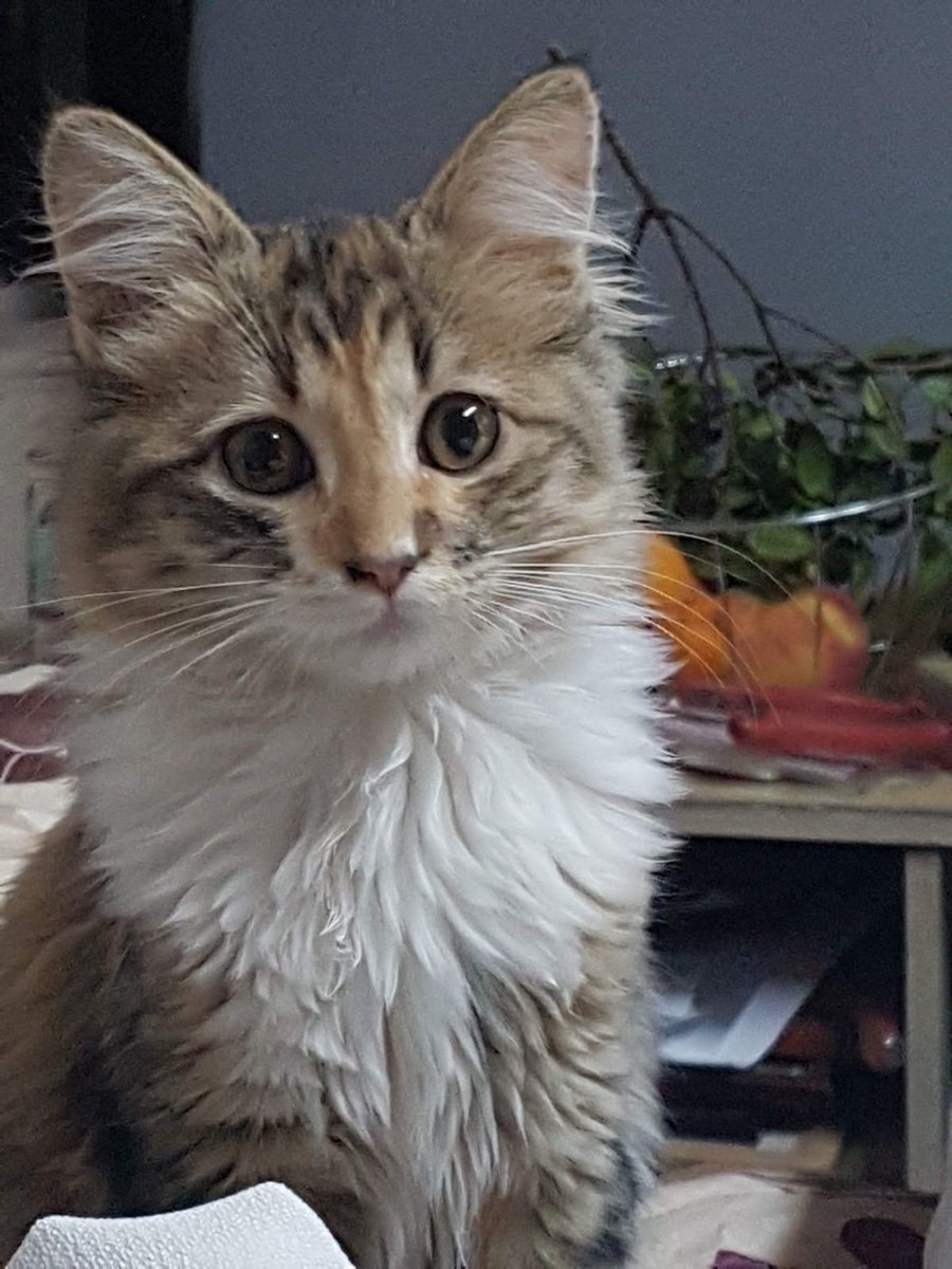 licoryskz's tweet photo. la pelota con su mirada y hasta intentar pegarle con sus patitas. ella siempre fue muy juguetona y alegre, fue mi todo por muchos años, por toda mi infancia. espero que en cielo d los gatitos tmb pueda ver los partidos. te amo mi taiga hermosa gracias x hacerme feliz tanto tiempo https://t.co/T47dJzkj0S