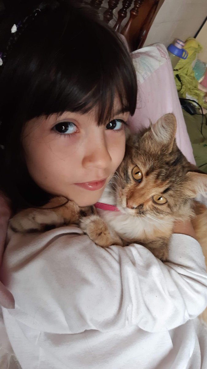 licoryskz's tweet photo. la pelota con su mirada y hasta intentar pegarle con sus patitas. ella siempre fue muy juguetona y alegre, fue mi todo por muchos años, por toda mi infancia. espero que en cielo d los gatitos tmb pueda ver los partidos. te amo mi taiga hermosa gracias x hacerme feliz tanto tiempo https://t.co/T47dJzkj0S