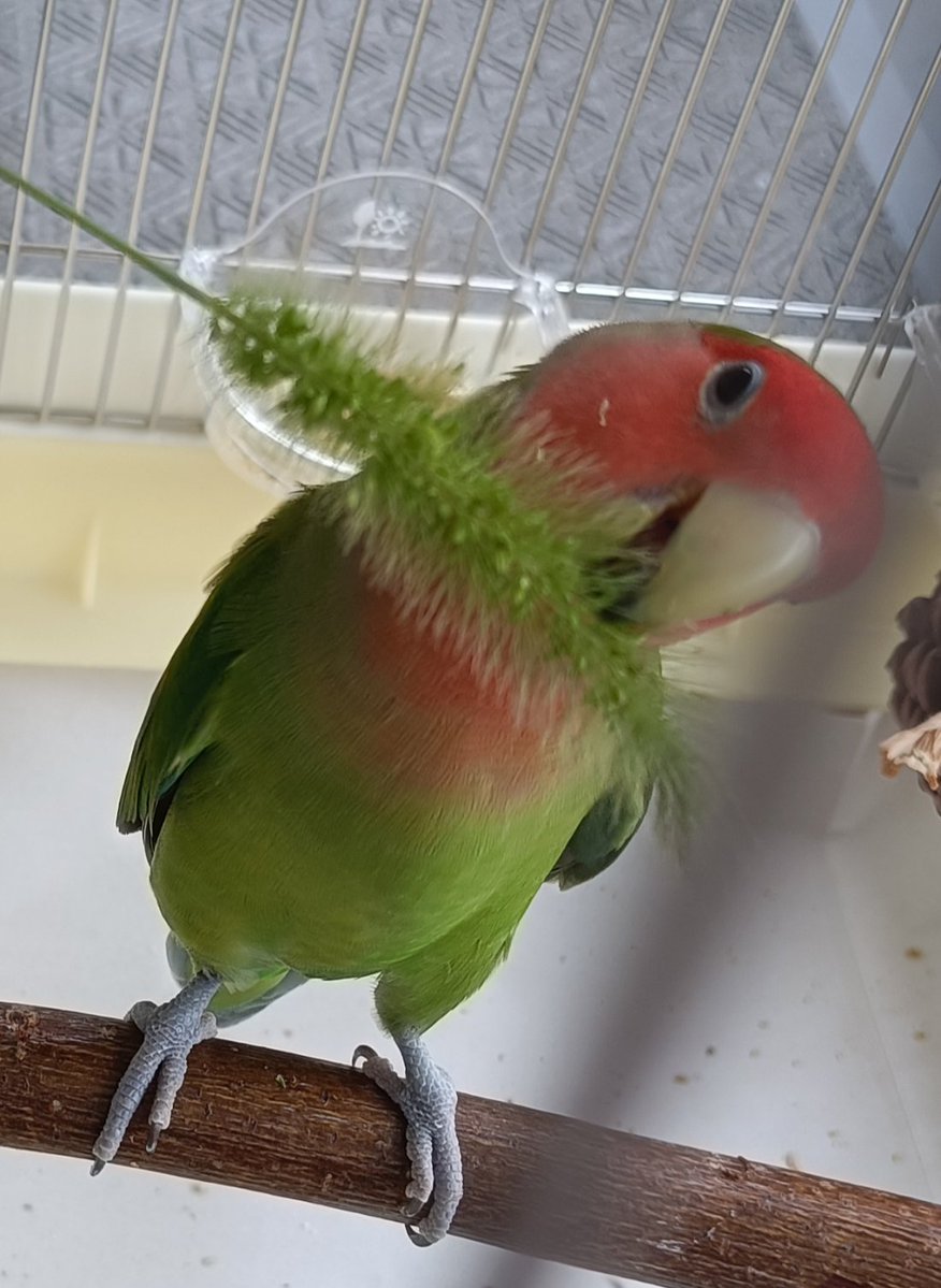 pe0519's tweet photo. エノコログサを食べながら日光浴中　しかし暑い🫠

#コザクラインコ
#コザクラかわインコ協会 https://t.co/fMbMUb60n5