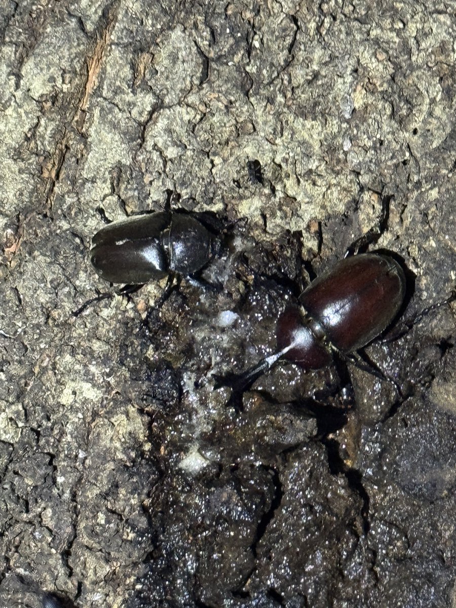 kitanobancyou6's tweet photo. シーズン真っ只中🪲カブトムシが増えてきた🪲
この場所は昆虫の楽園🪲🐞🦋 https://t.co/uoLG6I6wxP