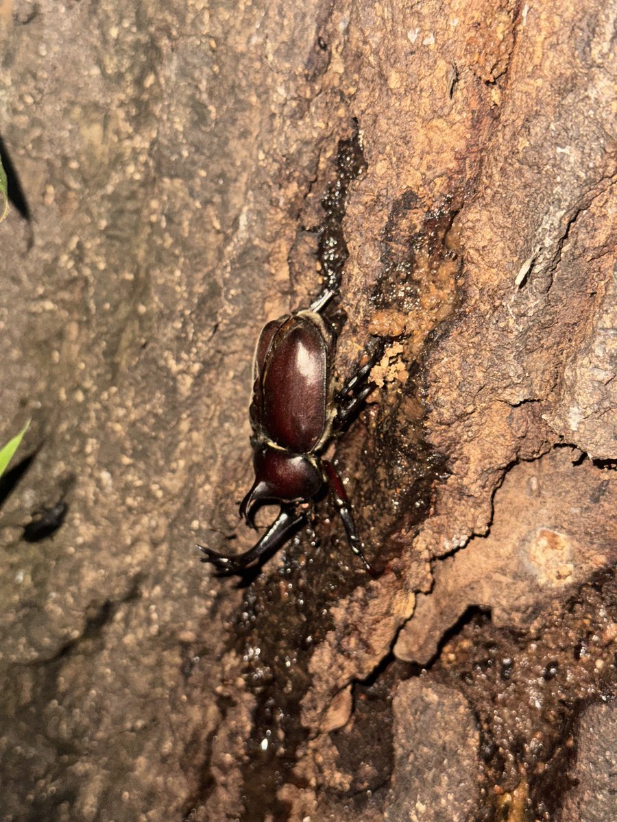 kitanobancyou6's tweet photo. シーズン真っ只中🪲カブトムシが増えてきた🪲
この場所は昆虫の楽園🪲🐞🦋 https://t.co/uoLG6I6wxP