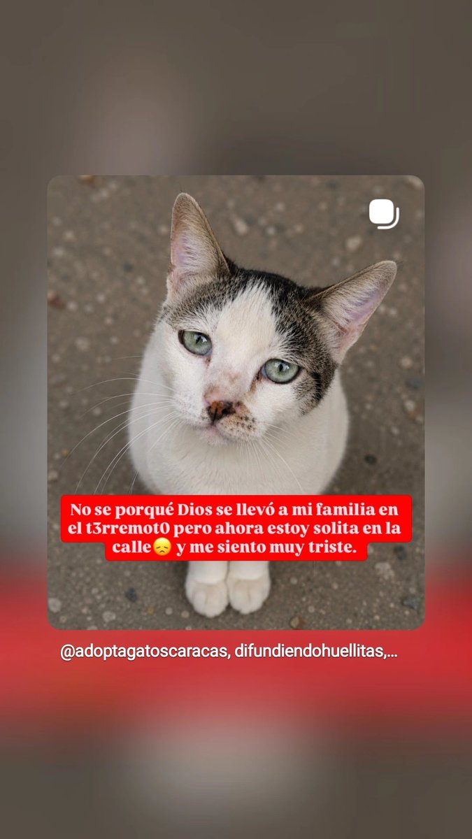 infinitoanimal2's tweet photo. 🆘🆘📢📢PERDIO A SU FAMILIA EN LA GUAIRA POR FAVOR NECESITA UNA FAMILIA QUE LA ADOPTE MIREN SU CARITA DE TRISTEZA INF 04123681827 🆘📢🆘📢 RT @PerroUsuario @yaracalcagno @NuriTrejo https://t.co/nB13SabBCr