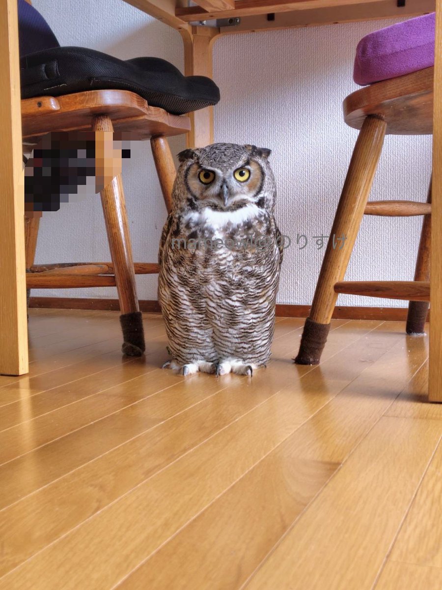 Mameowl@のりすけママ tweet media