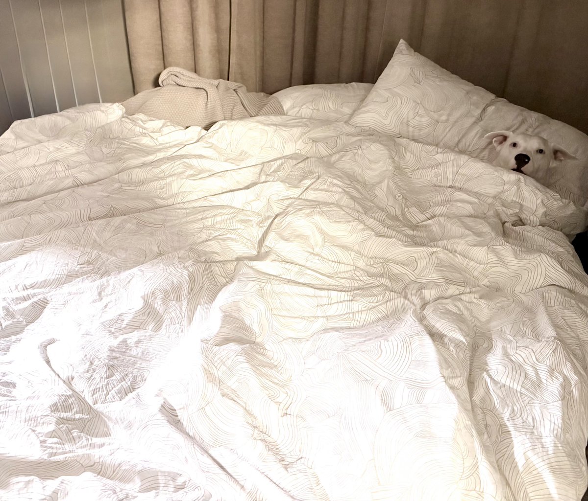 lekyschroeder's tweet photo. josy ready for bedtime 🌙 https://t.co/wM97nJoeTO