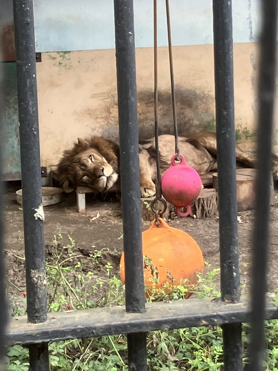 ymtchips's tweet photo. 滞在時間20分の帯広動物園🦁を経由してのカレーショップ インディアンで締め。

前回ここ来た時はバスラットレオンの新馬戦とその時間だったなぁ https://t.co/G0woYyXsDI
