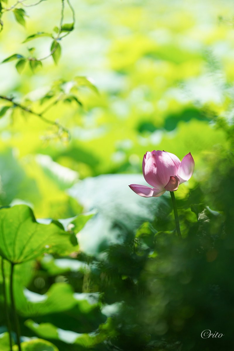 Raspberry_Kiss's tweet photo. それでも、とても楽しい時間でした https://t.co/61Pc6RGSc1