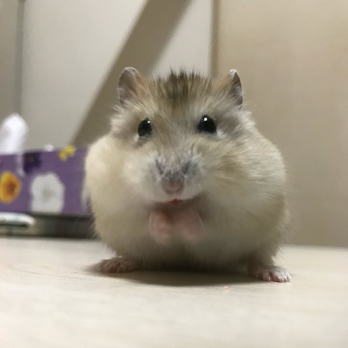 soruto2nd's tweet photo. ふふ https://t.co/JZKatkirvL
