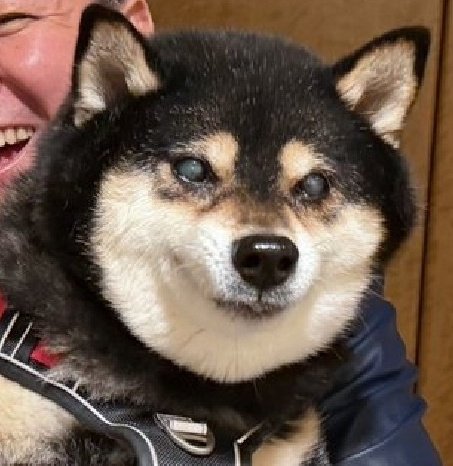 Cany1322282's tweet photo. @everydaynohobby 犬も甘いﾓﾝ大好きなのでたまになら良いかと思いますが
豆柴ｸﾝにｱｲｽｸﾘｰﾑやﾁｮｺﾚｰﾄはちょっと多いかも知れませんな、、(°∀°;) https://t.co/z27XZIQvsG