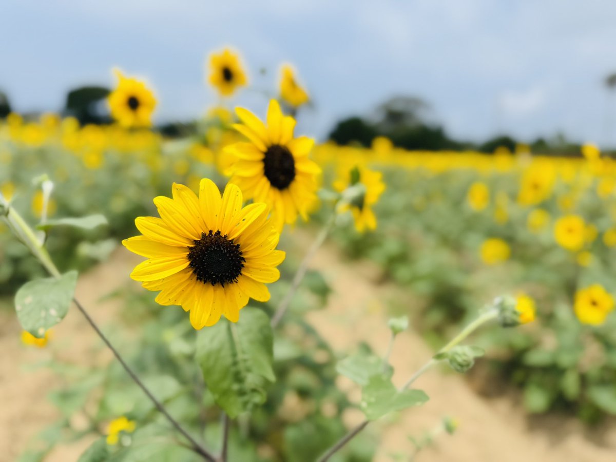 A_anmitu_'s tweet photo. 🌻「風強ぇなぁ」 https://t.co/ayCNHFPtkJ