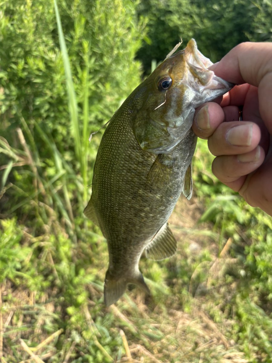 JANYUKAI's tweet photo. きっ、気持ちぃぃ🤤
小さいですが1日遅れのバースデーフイッシュ頂きました🐟ありがとう😁 https://t.co/lkXE7K72Jp