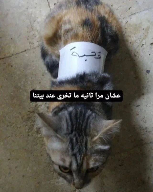رماح tweet media