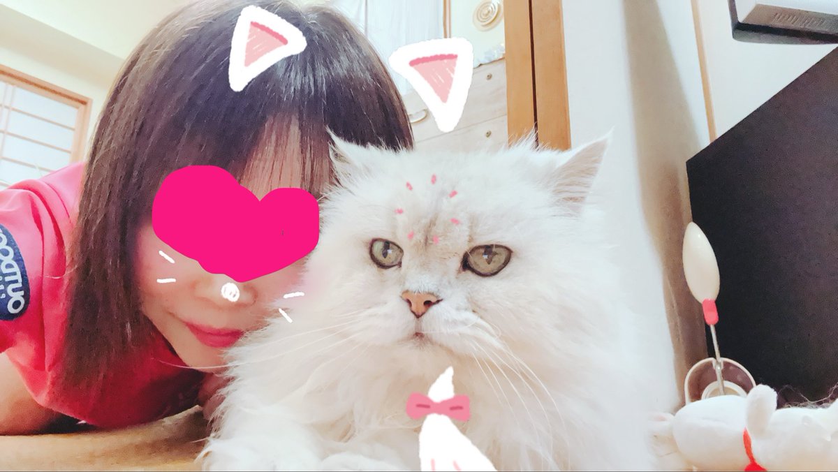 mi39GE's tweet photo. うちの猫ちゃん💛
本日15歳のお誕生日🎂

ツーショットを撮ったが、いつもの如く私にだけ猫耳とお髭エフェクトかかる😂

私の大切な家族😽
噛みついたりパンチ🤛もする凶暴猫ちゃんだけど、元気でいてくれたらそれでいい☺️

大好きだよ💛

#激かわ猫
#チンチラシルバー https://t.co/QW3Cf1t3GJ