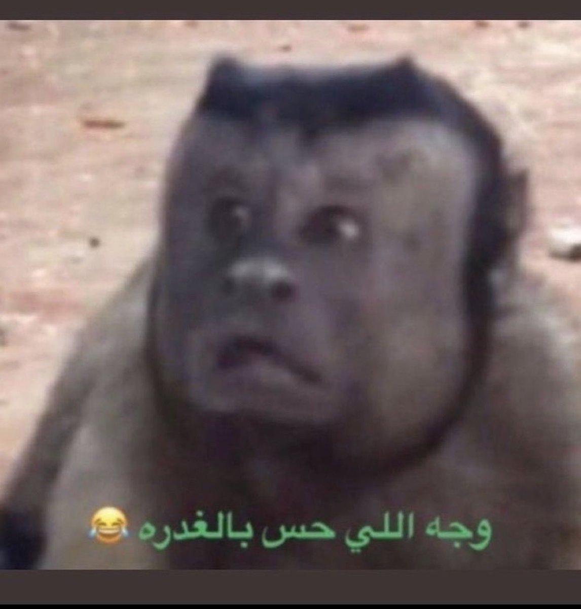 Goat_14M's tweet photo. ليه ابو عبدالكريم نصاب
هذا خلى ابوي نصاب https://t.co/J8UWxwNjXo