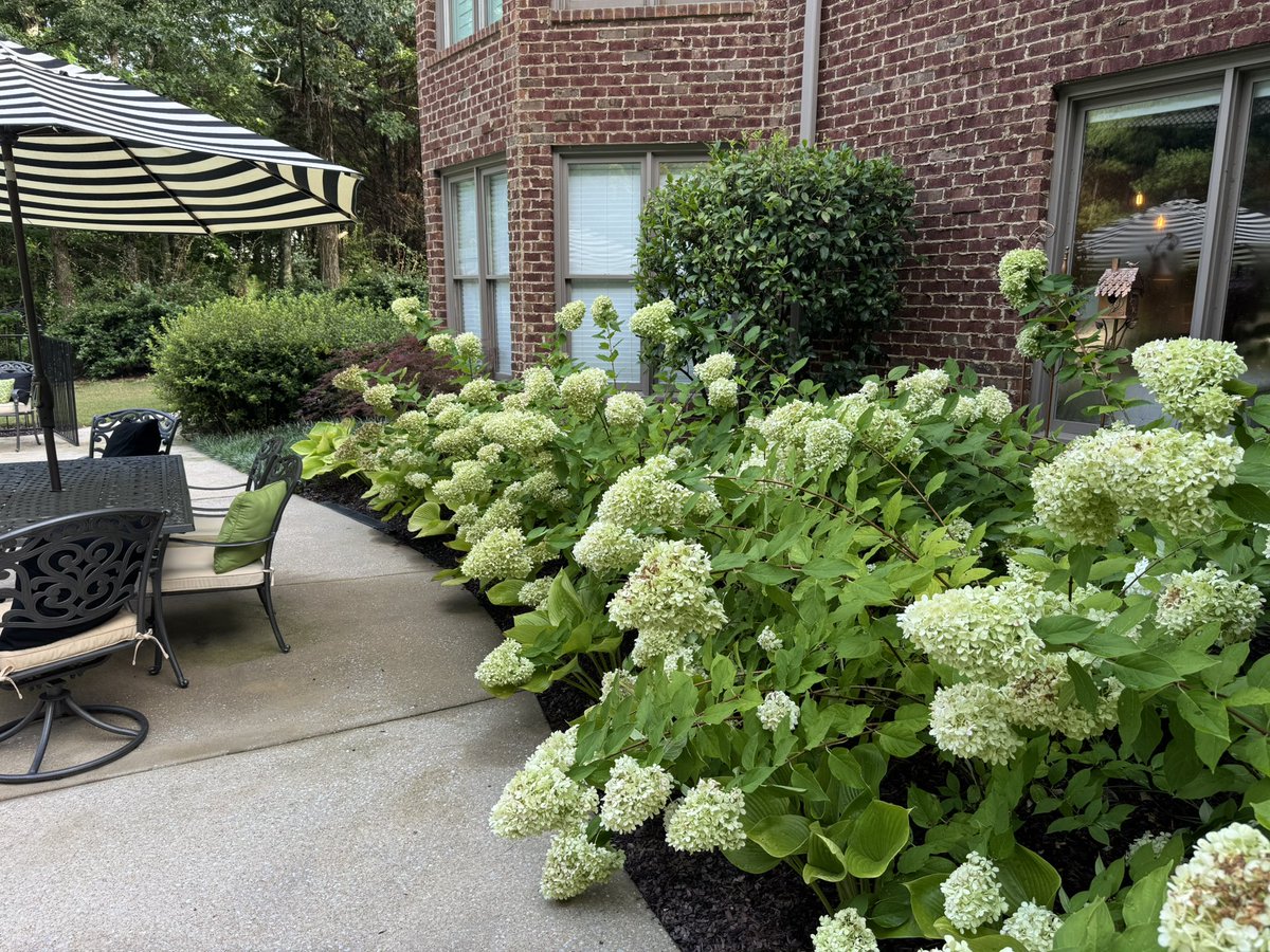 Segmaster01's tweet photo. Rain is annoying because it kinda wrecks my yard work schedule for the weekend, but it’s also beautiful in its own way. 

It somehow makes the greens greener, and the colors more colorful. I do wish my hydrangeas would not get weighed down by the water quite so much though, lol. https://t.co/UORUB9hsCe